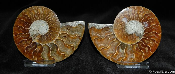 Very nice Inch Split Ammonite Pair #588